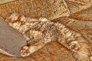 а котам вообще ничего не надо втирать.,))