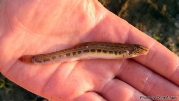 В Реках Волжского и Донского бассейнов в песке живёт маленькая рыбка - щиповка