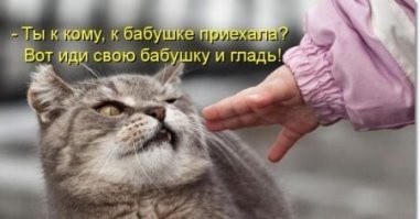 Котёнок и ребёнок: 10 простых правил, которые помогут сделать малыша и маленького питомца друзьями