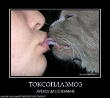 Котёнок и ребёнок: 10 простых правил, которые помогут сделать малыша и маленького питомца друзьями