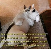 Почему домашние собаки уступают кошкам во всём, прощая даже откровенную наглость