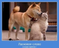 Почему домашние собаки уступают кошкам во всём, прощая даже откровенную наглость
