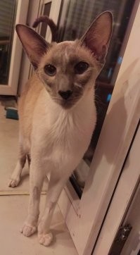 Мой котопесик 3 дня назад ушел на радугу...мягких облачков..мой носик сердечком....такое маленькое и при этом огромное сердце...