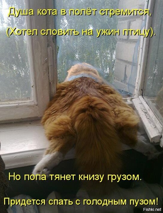 22 котика, решивших понаблюдать за дождливой осенней погодой и подарить миру душевные фотографии