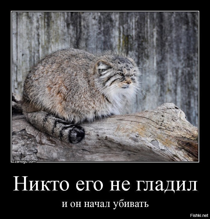 Самка манула спускает детёныша с горы