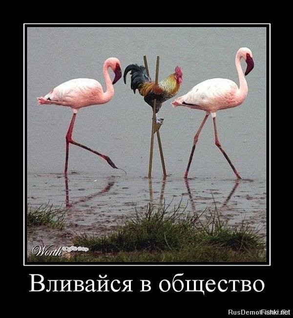 Домашняя лиса пытается влиться в собачью стаю, демонстрируя навыки «лая»