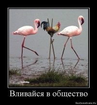 Домашняя лиса пытается влиться в собачью стаю, демонстрируя навыки «лая»