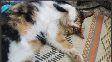 Лично для меня и моей семьи содержание кошки начинается с уважения. Это не живая игрушка, а член семьи с правами и личным пространством.  Наилучшее место для кошки - частный дом. Я балдею, наблюдая свою на даче. А таскать зверя в качестве "пушиськи ми-ми-ми" - не понимаю. Да и моя кошара бы на такое ни в жизнь не повелась, хоть за всю жизнь никого осознанное не оцарапала и не покусала, при всей своей независимости и беспощадности ко всему живому.