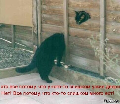 Кот&nbsp;испытал неудобства из-за лишнего веса
