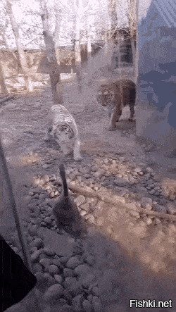 Поживём, увидим: