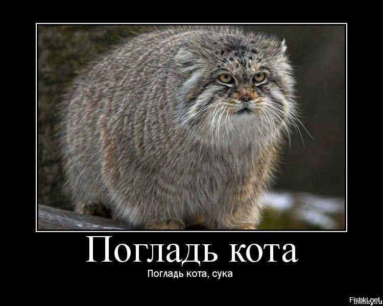 Самка манула спускает детёныша с горы