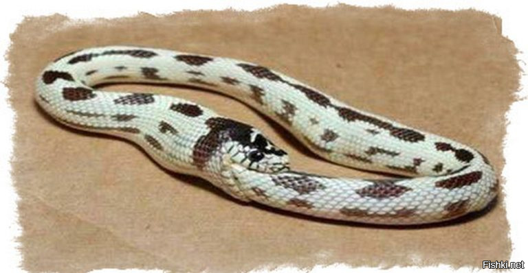 Политический мониторинг (443)