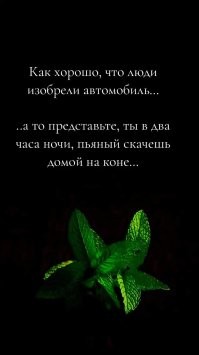В Сочи пьяный мужчина въехал на лошади в кафе