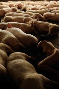 Есть такая эпатажная  "художница" Миру Ким. Тоже любила с хрюшками фотаться. Только в неглиже...