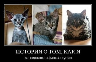Женщина показала, что выросло из "чистокровного" французского бульдога за 700 евро