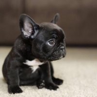 Ну , на заборе много чего написано. На словах любой может объявить  себя "заводчиком". Надо с клубом связываться, смотреть историю и т.п.
Кроме того, заводчик проводит официальные вязки, а не с кем попало.
Настоящий заводчик никогда не отдаст щенка возрастом менее 3 месяцев, а к этому времени все признаки породы налицо.
У чистокровного француза уши с рождения торчком, никогда не висят и морда более тупая.
И заводчик отличит метиса от чистокровного с первого взгляда.
Так что её конкретно обманули. 
По их законам (да и по нашим, к стати), можно подать в суд.
Вот как выглядит двухмесячный французик: