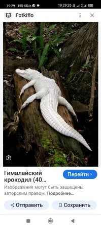 Ляя...я думал-прикол! Реально есть такая животина.