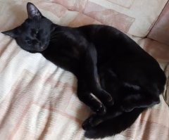 как я НЕ покупал кота, а получил мелкую черную пантеру (бомбейское котэ, просто зверское!).
ладит с людьми, но может поцарапать, укусить. но! ласковый: