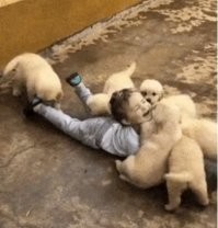 Бля, ведь залижут до смерти!