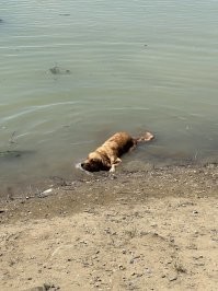 25 фото, герои которых решили поваляться в луже и помогли в создании невероятно позитивных образов