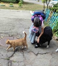 Зачастую кошка пространсвенно ближе к хозяевам-вожакам стаи, чем собака: миска там стоит на кухне, а не в прихожей, на ручки кошку берут. дети охотнее возятся, в на диван и в постель, наконец, пускают. Вот собака (если ума хватает, конечно) и считает, что кошка главней. У нас кошка строит собаку и гоняет от младшей и вообще.. Дальше веранды, например, сабаке ходу нет. У собаки тоже особой любви к кошке нет, не связывается и не более того. Другое дело - соседи на фото. У бабушки живут рыжий кот и здоровая дворняга. Вот там полная взаимная любовь и обожание. Как в комиксах. Но там и собака добрейшая и кот с золотым характером.