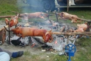 Обычные кистеухие свиньи наносят народу Африки ущерба на 50 миллионов долларов, ежегодно!