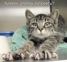 20 пушистых массажистов – настоящих мастеров своего дела