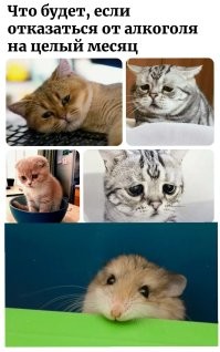 Что будет, если отказаться от алкоголя на целый месяц
