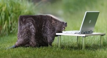 Квадробобры минусят?