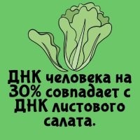 И на 98% с ДНК свиньи. И?