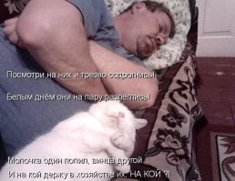 18 весёлых питомцев, которые легко могут сесть на голову кому угодно