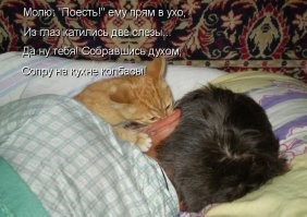 18 весёлых питомцев, которые легко могут сесть на голову кому угодно