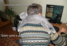 18 весёлых питомцев, которые легко могут сесть на голову кому угодно