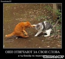 23 котика, которые негодуют, но при этом выглядят невероятно мило