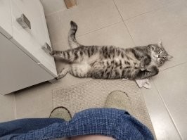 Мой хвост на шаг не отстаёт...