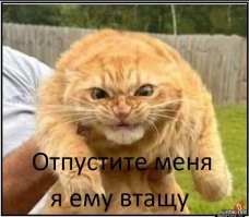 23 котика, которые негодуют, но при этом выглядят невероятно мило