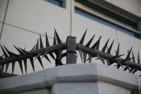 «Непреодолимая» преграда для кенгуру