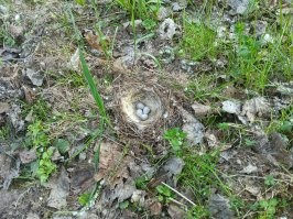 Ну... Тут тебе самому решать. 

Эх... На даче, в прошлом году, дурная трясогузка, свила гнездо на земле. Вообще без маскировки. Просто рядом с кустом. 
Родители обходили стороной, что бы не спугнуть. 
Траву не косить, мимо не ходить... Ну и т.д. 
Птенцы вылупились. 

И что? 
Трясогузка отлетела пожрать принести. 
Дрозды птенцов склевали. 
Может, своих птенцов накормили. 
Вот такая она, дикая природа. 
Естественный отбор. 

Было жалко. Родители переживали. 

Во, фото нашёл.