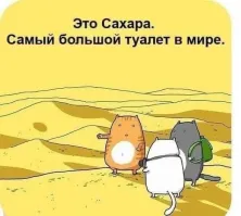 Кота впервые привезли на пляж