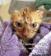 15 котов, для которых водные процедуры стали потрясением