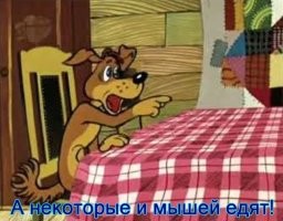 15 котов, для которых водные процедуры стали потрясением