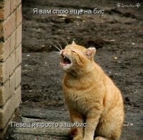 Профессиональный пушистый вокалист