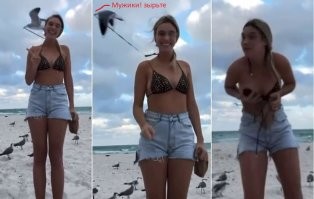 Чайка чуть не лишила девушку купальника