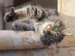 Мужчина качает своего кота на качелях