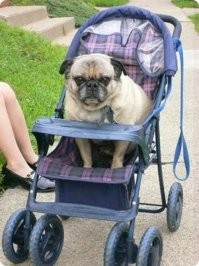 Псов вон на колясках катают. Чем коты-то хуже?