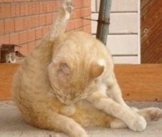 Домашний питомец инженера