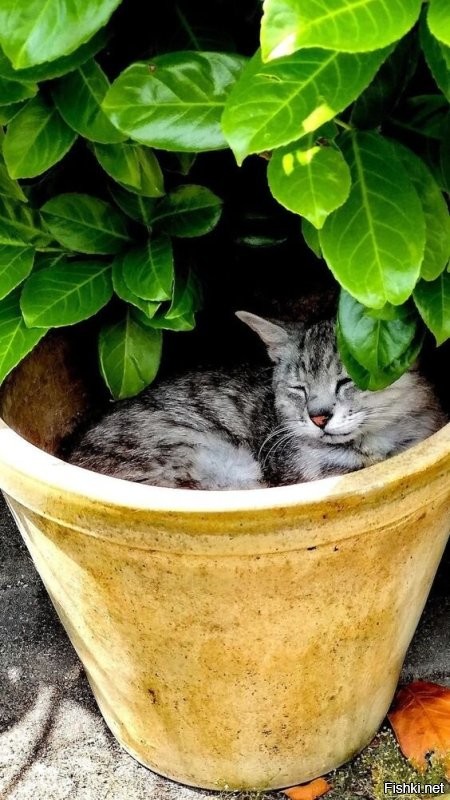 23 ceнтябpя, Пётp и Пaвeл Ρябинники (Имeнины pябины)