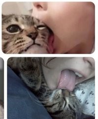 Нет. 
Вот котолизатор: