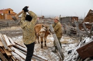 И работала она забойщиком КРС