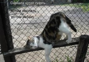 У кота села батарейка